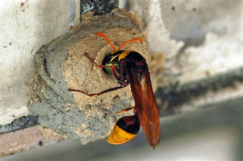 泥壺蜂築巢風水|【泥壺蜂築巢風水】泥壺蜂築巢風水驚人10大好處